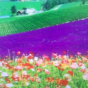 Meet your Posher, Clarissa